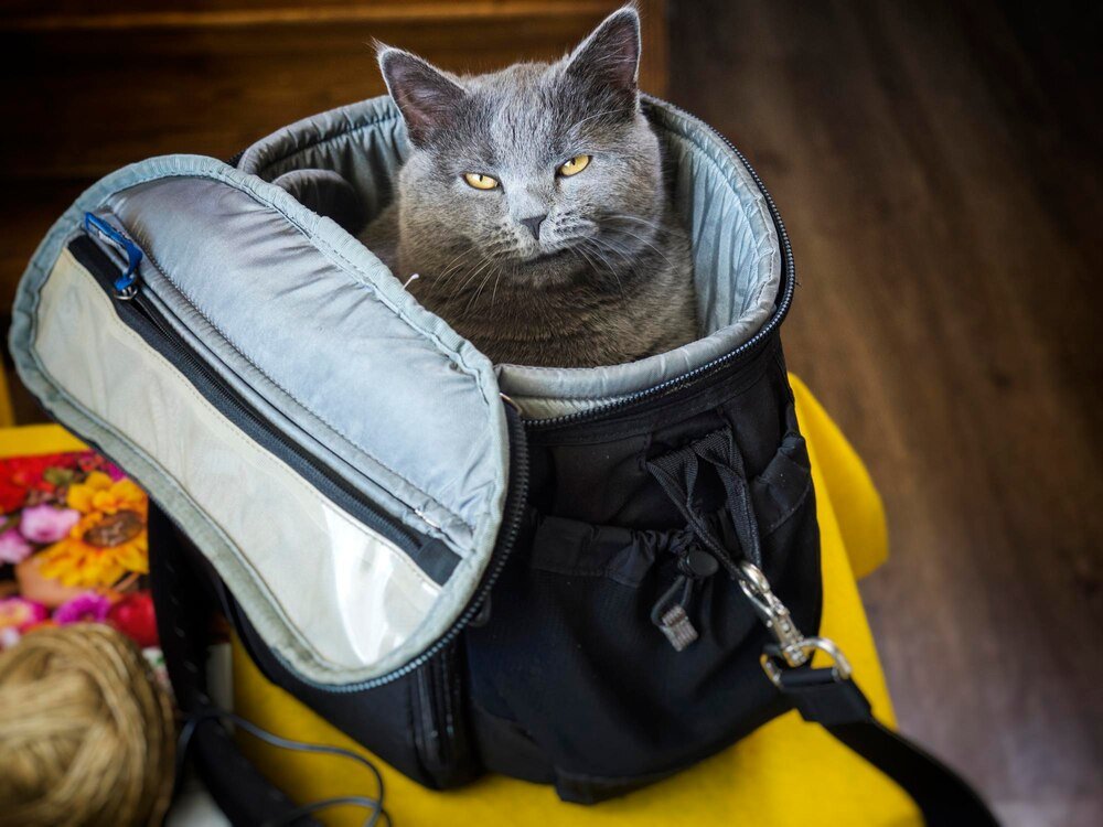 plecak-dla-kota---jak-wybrac-najlepszy-transporter-dla-swojego-pupila