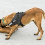 bezpieczne-podrozowanie-z-psem-pasy-i-szelki-do-samochodu-1