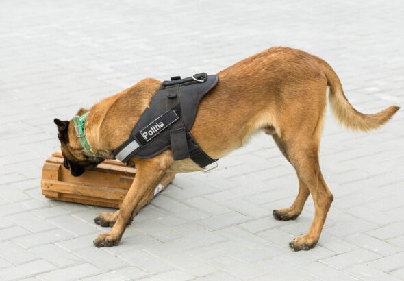 bezpieczne-podrozowanie-z-psem-pasy-i-szelki-do-samochodu-1