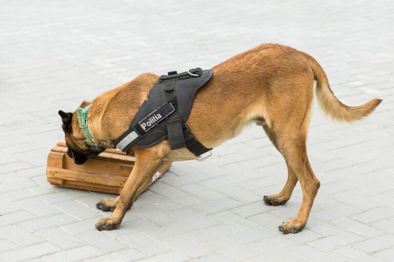 bezpieczne-podrozowanie-z-psem-pasy-i-szelki-do-samochodu-1