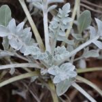 dichondra-srebrzysta-uprawa-i-pielegnacja-w-ogrodzie-1