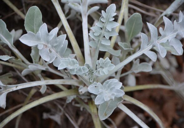 dichondra-srebrzysta-uprawa-i-pielegnacja-w-ogrodzie-1