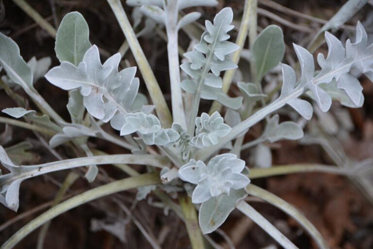 dichondra-srebrzysta-uprawa-i-pielegnacja-w-ogrodzie-1