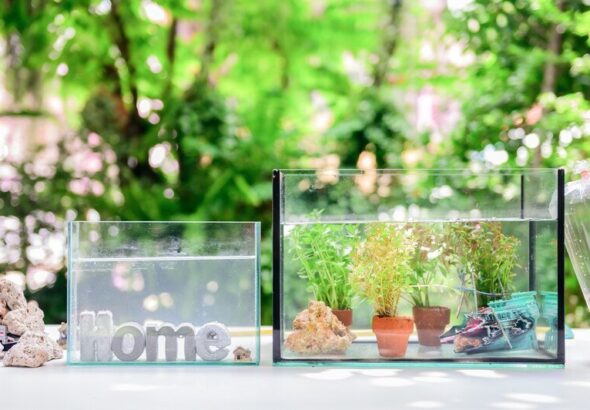 naturalne-ozdoby-do-akwarium-jak-stworzyc-efektowny-wystroj-1