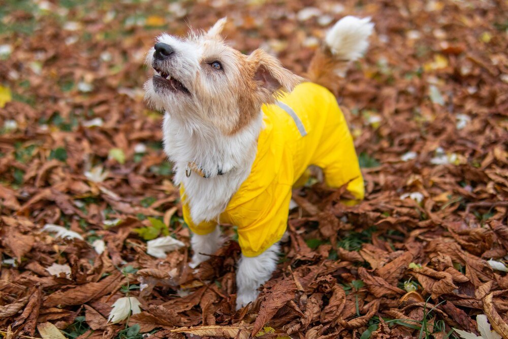 plaszcze-przeciwdeszczowe-dla-psow-jak-wybrac-najlepszy-model-1
