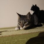 dlaczego-kot-sika-na-lozko-sprawdz-przyczyny-i-rozwiazania