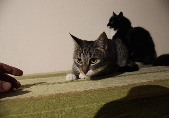 dlaczego-kot-sika-na-lozko-sprawdz-przyczyny-i-rozwiazania