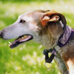 kagance-dla-psow-jak-wybrac-odpowiedni-model-dla-swojego-pupila