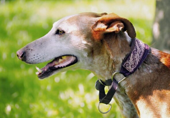 kagance-dla-psow-jak-wybrac-odpowiedni-model-dla-swojego-pupila