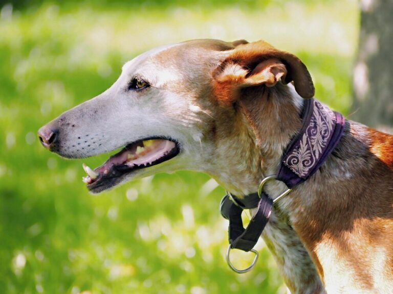 kagance-dla-psow-jak-wybrac-odpowiedni-model-dla-swojego-pupila